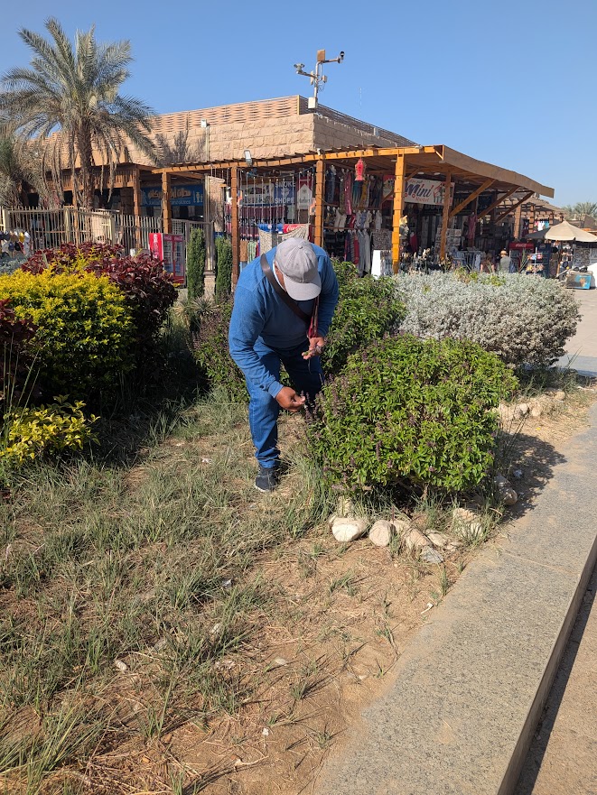 Karam pflückt uns Basilikum-Zweige